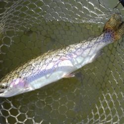 大安トラウトレイク 釣果